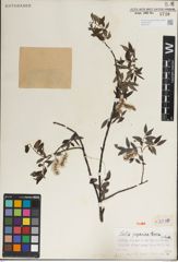 Foto von Salix juparica Goerz ex Rehder & Kobuski